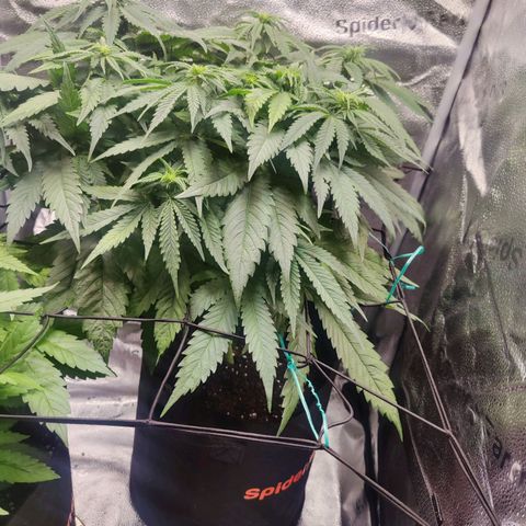 C-wa Haze growlog timeline photo