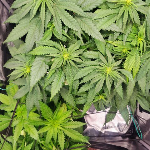 C-wa Haze growlog timeline photo