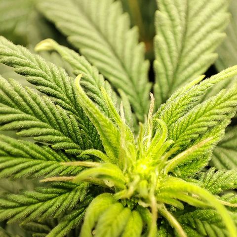 C-wa Haze growlog timeline photo