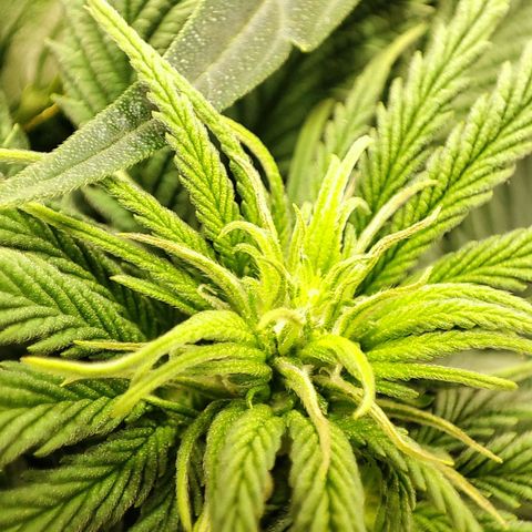 C-wa Haze growlog timeline photo