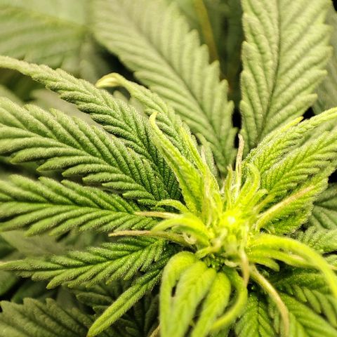 C-wa Haze growlog timeline photo