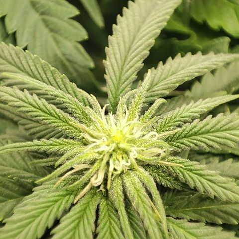 C-wa Haze growlog timeline photo