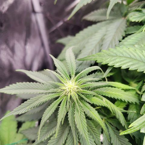 C-wa Haze growlog timeline photo