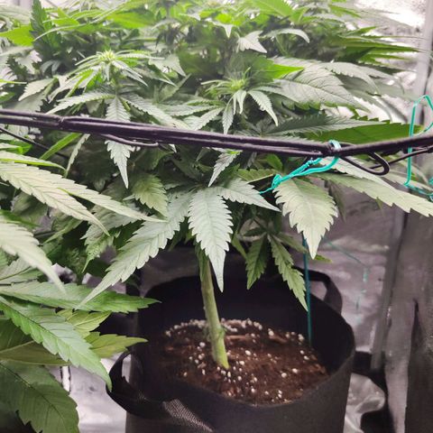 C-wa Haze growlog timeline photo