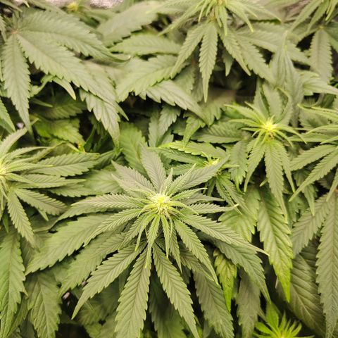 C-wa Haze growlog timeline photo