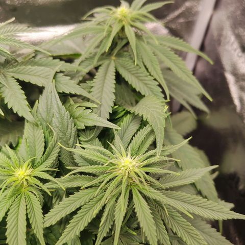 C-wa Haze growlog timeline photo