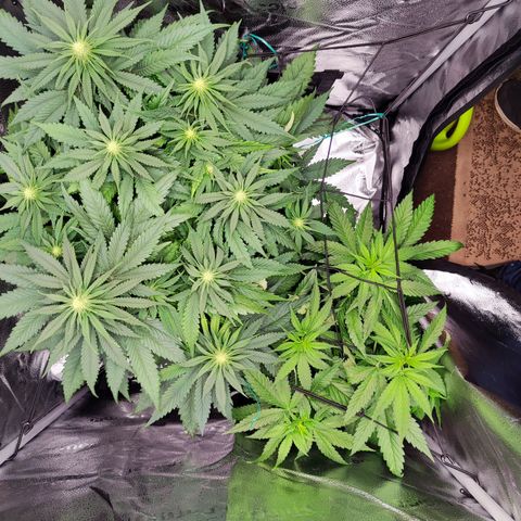 C-wa Haze growlog timeline photo