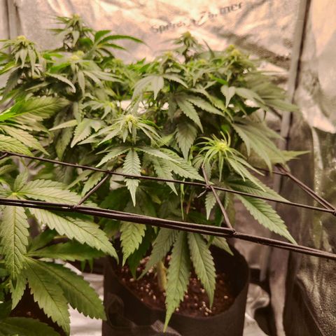C-wa Haze growlog timeline photo