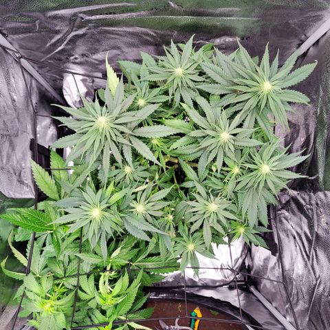 C-wa Haze growlog timeline photo