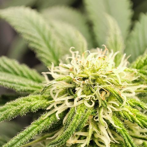C-wa Haze growlog timeline photo