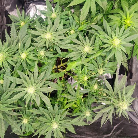 C-wa Haze growlog timeline photo