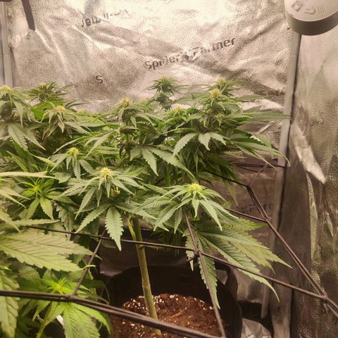 C-wa Haze growlog timeline photo