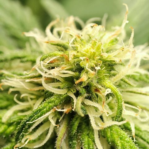 C-wa Haze growlog timeline photo