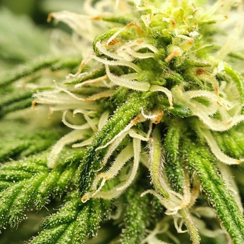 C-wa Haze growlog timeline photo