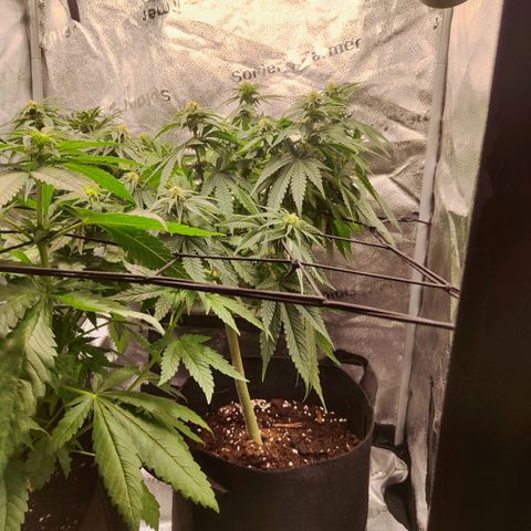 C-wa Haze growlog timeline photo