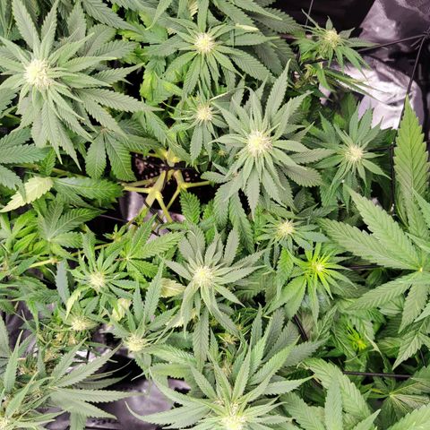 C-wa Haze growlog timeline photo