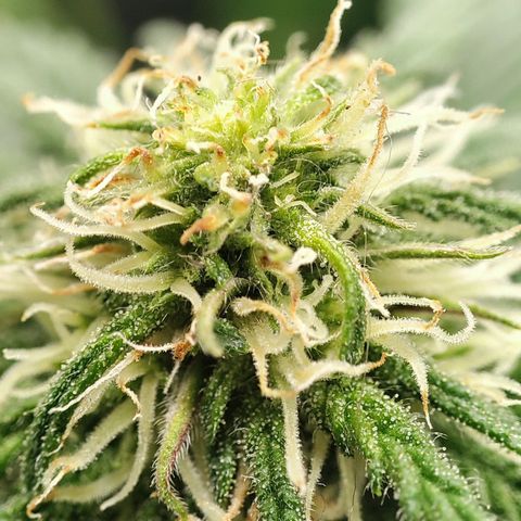 C-wa Haze growlog timeline photo
