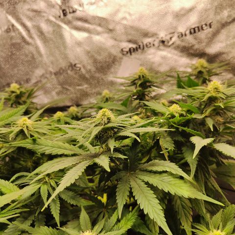 C-wa Haze growlog timeline photo