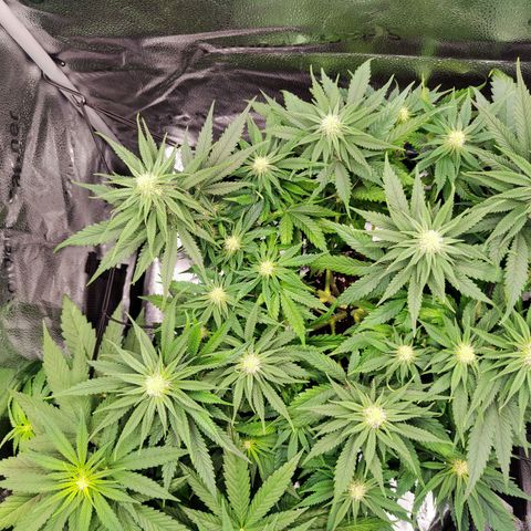 C-wa Haze growlog timeline photo