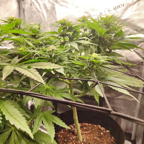C-wa Haze growlog timeline photo