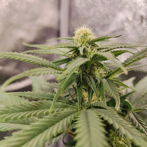 C-wa Haze growlog timeline photo