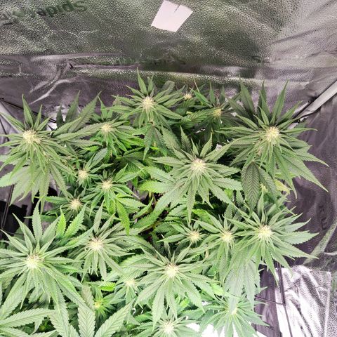 C-wa Haze growlog timeline photo