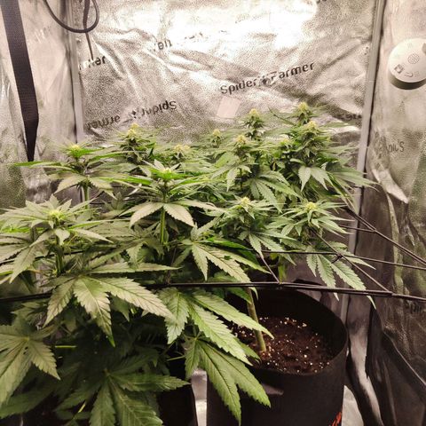 C-wa Haze growlog timeline photo