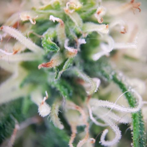 C-wa Haze growlog timeline photo