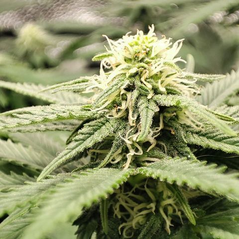 C-wa Haze growlog timeline photo