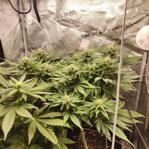 C-wa Haze growlog timeline photo