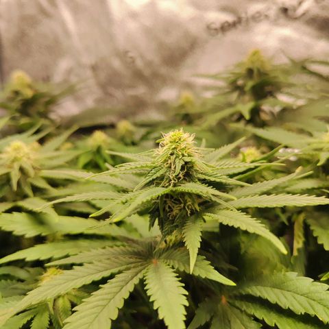 C-wa Haze growlog timeline photo
