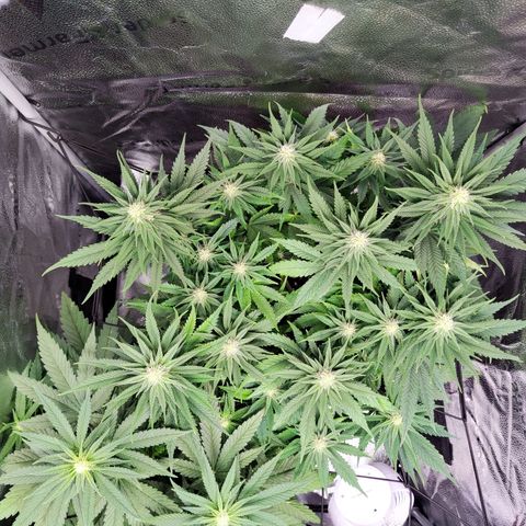 C-wa Haze growlog timeline photo