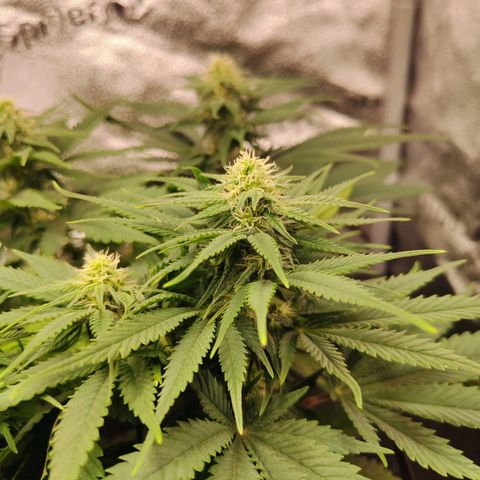 C-wa Haze growlog timeline photo