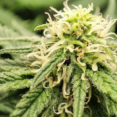 C-wa Haze growlog timeline photo