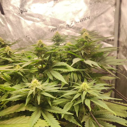 C-wa Haze growlog timeline photo