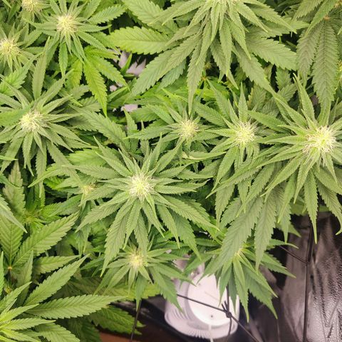 C-wa Haze growlog timeline photo