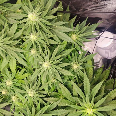 C-wa Haze growlog timeline photo