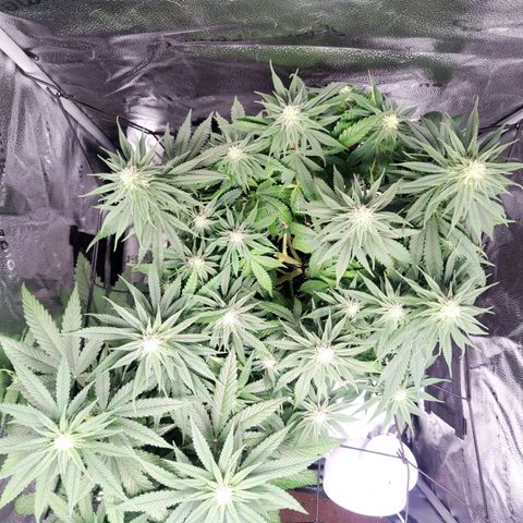 C-wa Haze growlog timeline photo