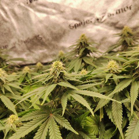 C-wa Haze growlog timeline photo