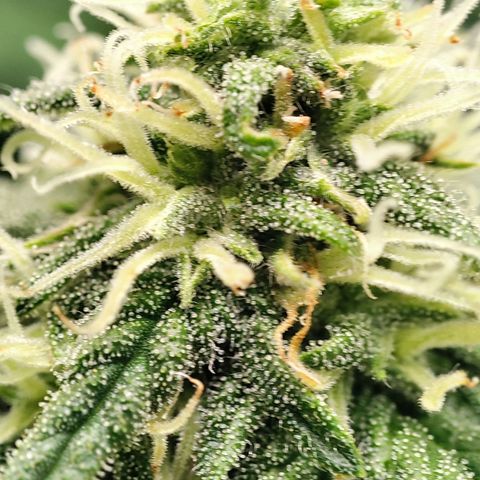 C-wa Haze growlog timeline photo