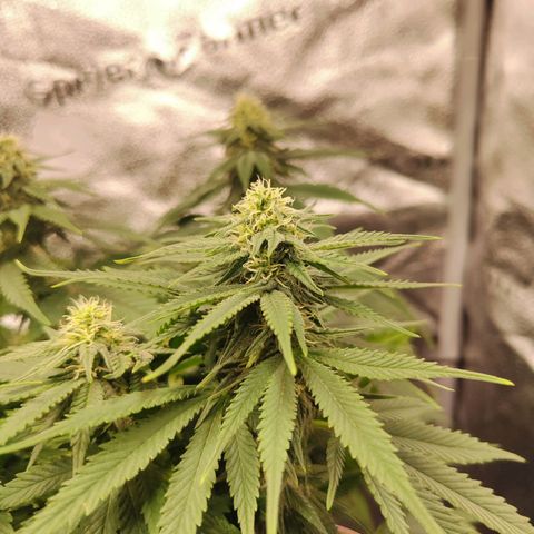 C-wa Haze growlog timeline photo