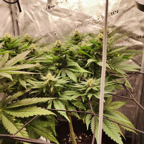 C-wa Haze growlog timeline photo