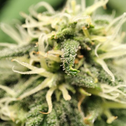 C-wa Haze growlog timeline photo