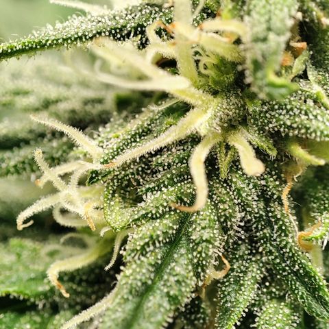 C-wa Haze growlog timeline photo