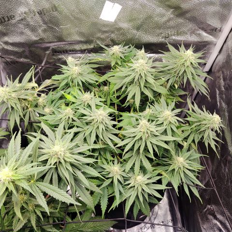 C-wa Haze growlog timeline photo