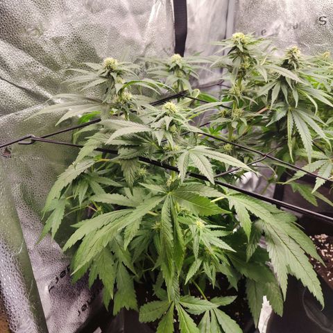 C-wa Haze growlog timeline photo