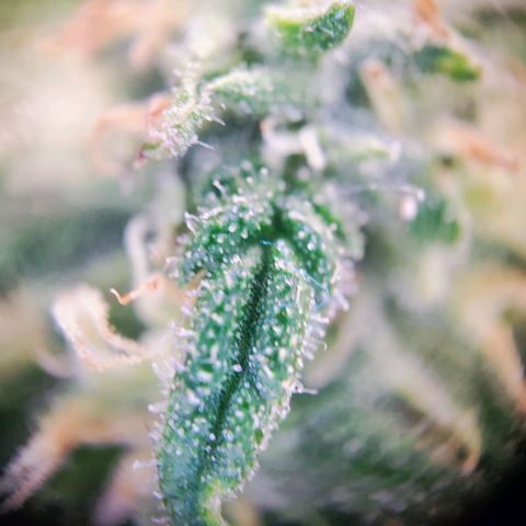 C-wa Haze growlog timeline photo