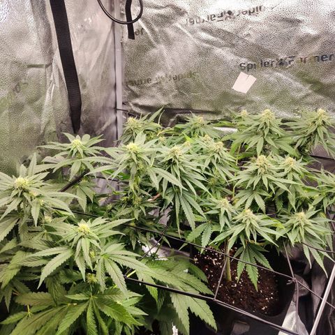 C-wa Haze growlog timeline photo