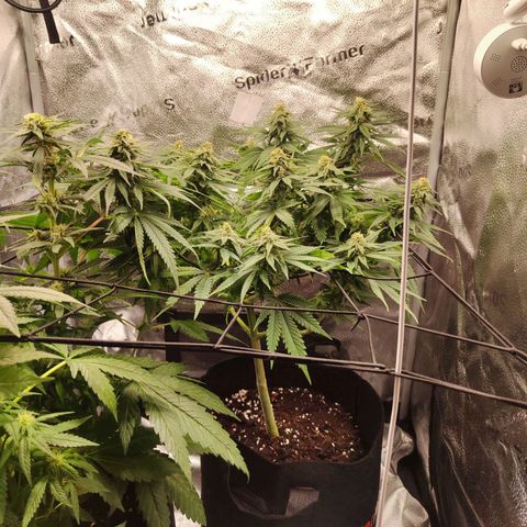 C-wa Haze growlog timeline photo