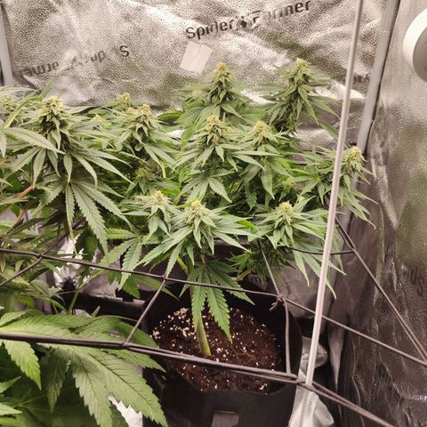 C-wa Haze growlog timeline photo